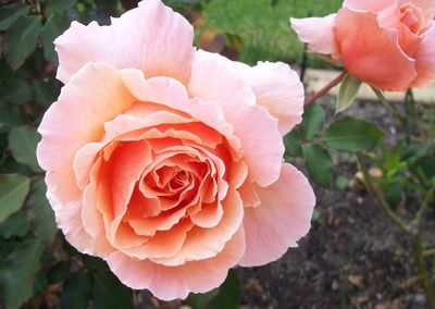 Close-up of pink rose