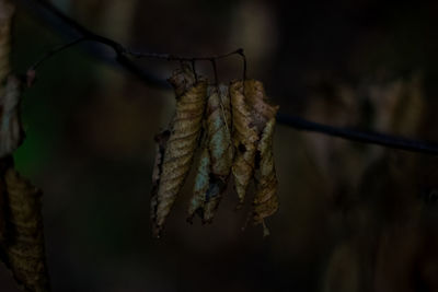 Close-up of dry plant hanging on twig