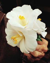 Close-up of white rose