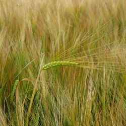 Wheat crop in field