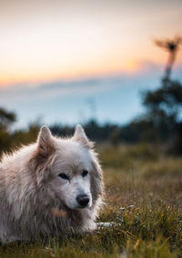 White dog looking away on field during sunset