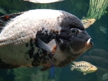 Close-up of fish swimming in sea