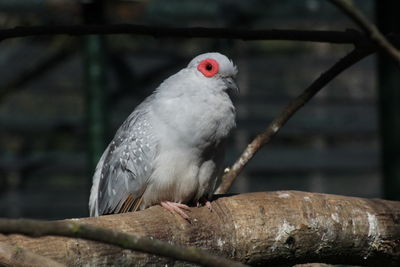 Close-up of bird perching on branch