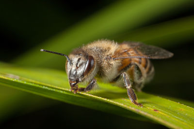 Close-up of insect on plant