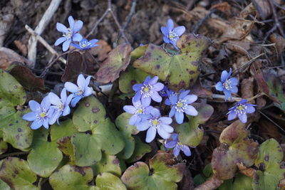 High angle view of purple flowering plants on field