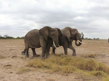 Elephants walking on field against sky
