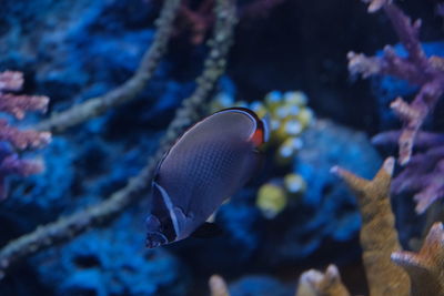 Fish swimming in sea