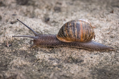 Close-up of snail