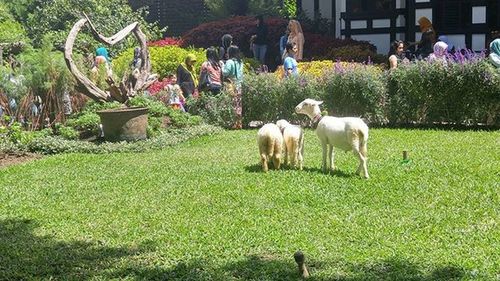 Sheep grazing on grassy field