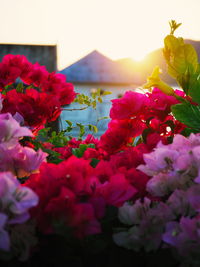 Close-up of bougainvillea blooming against sky