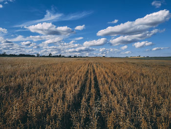 Scenic view of agricultural field against sky