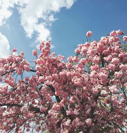 Low angle view of pink flowers