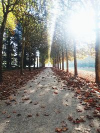 Footpath amidst trees during autumn