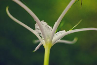 Close-up of dew drops on flower