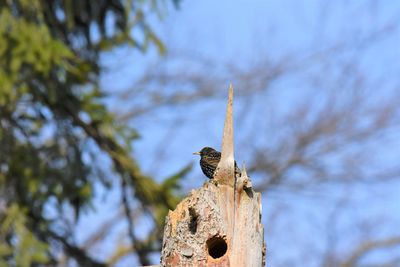 Close-up of starling perching on wooden post with birdhole 