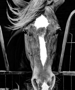 Close-up portrait of horse