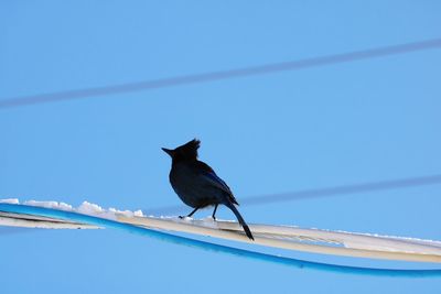 Low angle view of bird perching on cable against clear blue sky