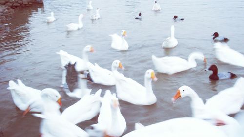 Birds in water