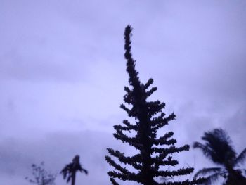 Low angle view of silhouette tree against sky during winter