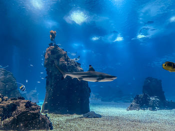 Shark swimming in the oceanarium