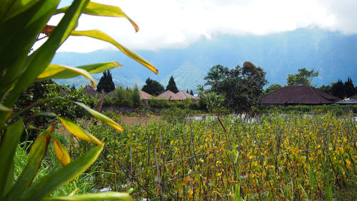 Close-up of plants growing in field against sky
