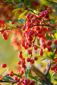 Close-up of fruits on tree