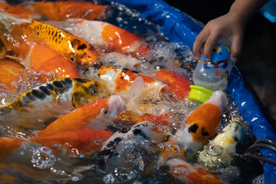 Close-up of hand holding fish