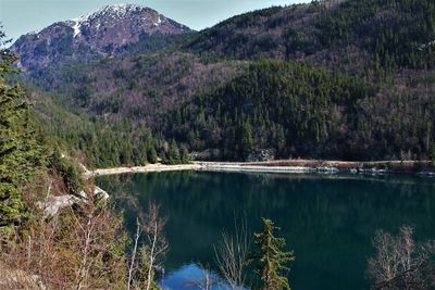 Scenic view of lake and trees in forest