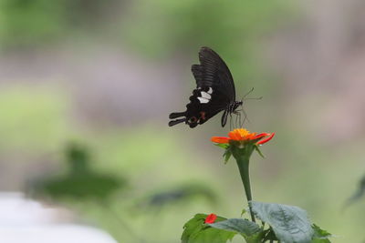 Close-up of butterfly pollinating on flower