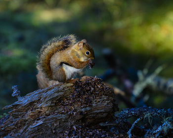 Close-up of squirrel