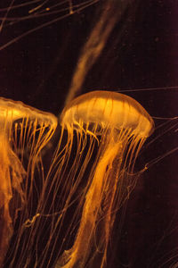 Close-up of jellyfishes swimming in sea