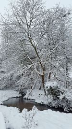 Bare tree on snow covered landscape