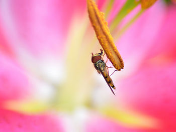 Close-up of insect on pink flower