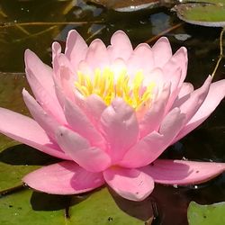 Close-up of lotus water lily in pond