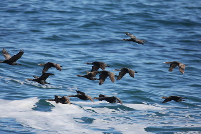 Birds flying over water