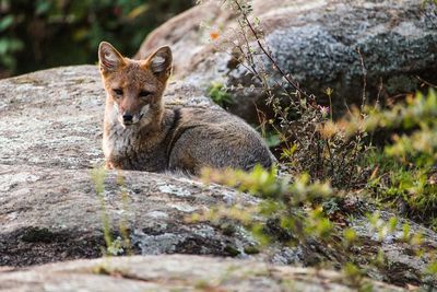 Close-up of fox on rock