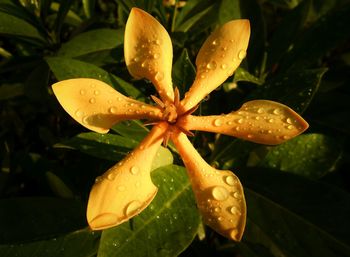 Close-up of wet orange leaves on rainy day