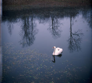 Swan swimming in lake