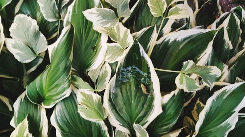 Close-up of plants