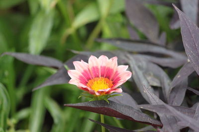 Close-up of flower blooming outdoors