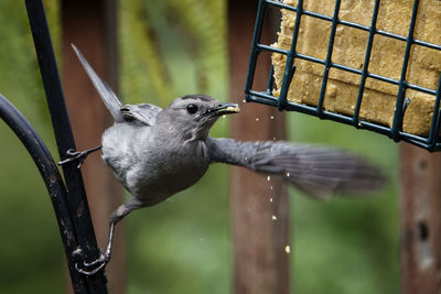 Close-up of bird perching on branch