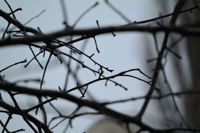 Close-up of wet twigs