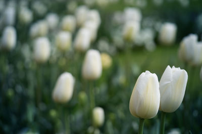 Close-up of white crocus blooming outdoors