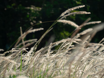 Close-up of crops on field