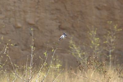 Bird flying in a field