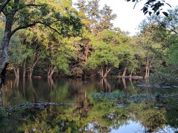 Scenic view of lake in forest