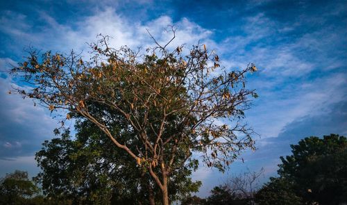 Low angle view of tree against sky