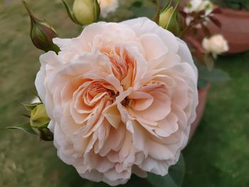 Close-up of white rose