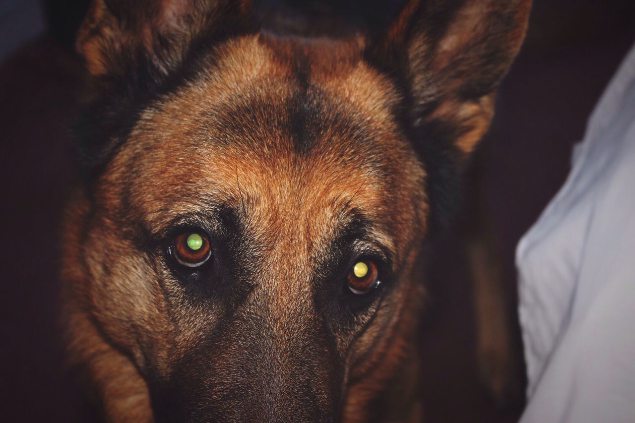 pets, domestic animals, animal themes, one animal, mammal, dog, indoors, looking at camera, portrait, animal head, close-up, animal body part, relaxation, black color, lying down, snout, home interior, focus on foreground, no people, bed