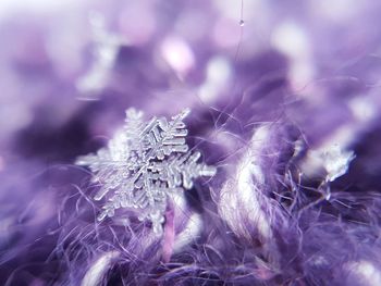 Close-up of purple flowering plant